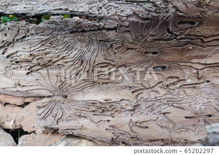Traces of the pest on the bark of a tree in the 65202297
