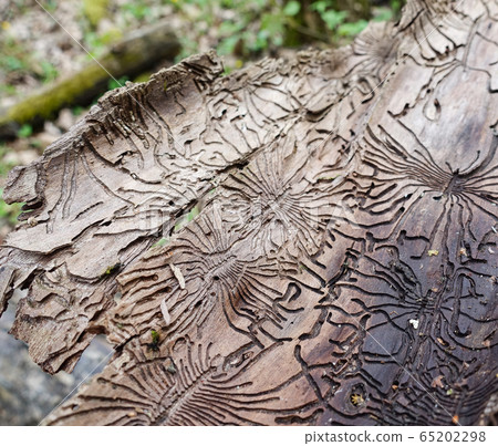 Traces of the pest on the bark of a tree in the 65202298