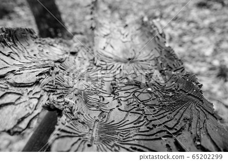 Traces of the pest on the bark of a tree in the 65202299