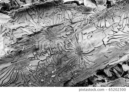 Traces of the pest on the bark of a tree in the Traces of the pest on the bark of a tree in the 65202300