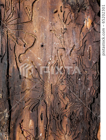 Traces of the pest on the bark of a tree in the 65202301