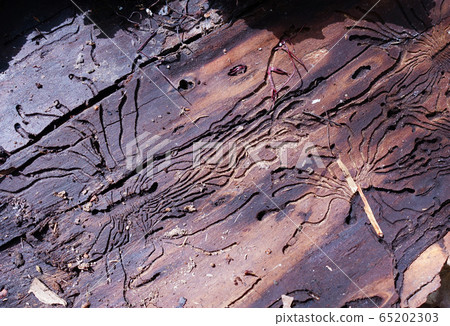 Traces of the pest on the bark of a tree in the 65202303