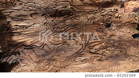 Traces of the pest on the bark of a tree in the 65202304