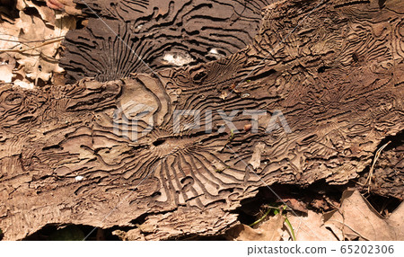 Traces of the pest on the bark of a tree in the 65202306