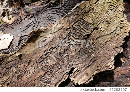 Traces of the pest on the bark of a tree in the 65202307