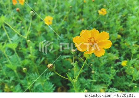 Yellow cosmos garden flower . Cosmos Bipinnatus. 65202815