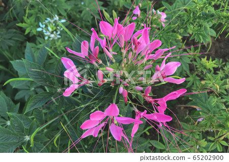 Pink Cleome hassleriana flower in the garden Pink Cleome hassleriana flower in the garden 65202900