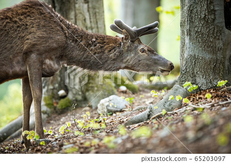 Close-up of an interested red deer stag sniff for smell low above ground Close-up of an interested red deer stag sniff for smell low above ground 65203097