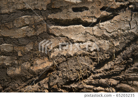 Log surface structure. Stumps and logs. Overexploitation leads to deforestation endangering environment and sustainability. Log surface structure. Stumps and logs. Overexploitation leads to deforestation endangering environment and sustainability. 65203235