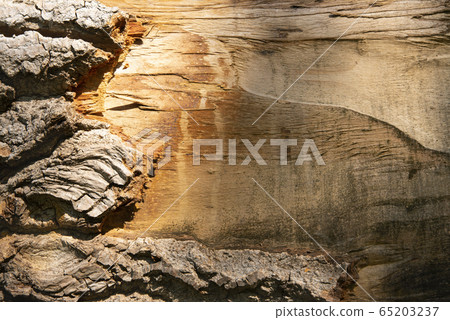 Log surface structure. Stumps and logs. Overexploitation leads to deforestation endangering environment and sustainability. 65203237