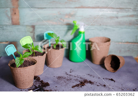 Young sprouts green plant in pot. How to growing food at home on windowsill. seedlings and home gardening 65203362