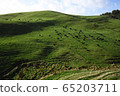 nature, natural, naturals 65203711