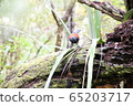 nature, natural, naturals 65203717