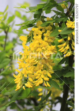 黃花紫藤 黃花紫藤 65203797