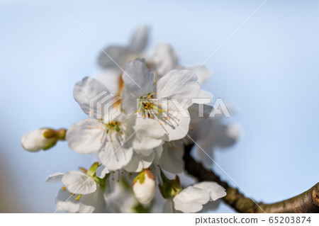 Flowering fruit tree Flowering fruit tree 65203874
