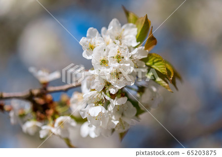 Flowering fruit tree Flowering fruit tree 65203875