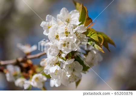 Flowering fruit tree Flowering fruit tree 65203876