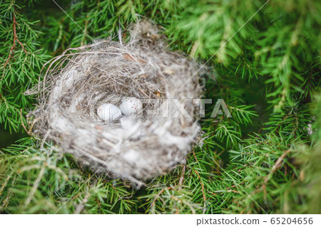Bird's Nest Hidden in a Tree Bird's Nest Hidden in a Tree 65204656