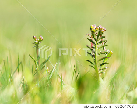 White pink cuckooflower lady's smock buds 65204708
