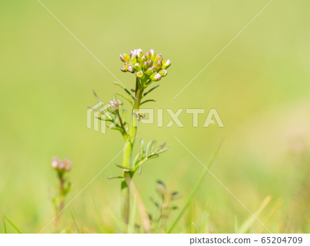 Gentle pink blooming, common cuckooflower 65204709