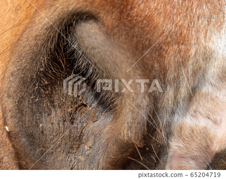 Nostrils or nose of a brown horse. Animal detail 65204719