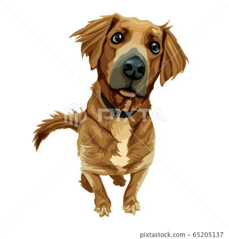 Brown dog with a happy face out facing the camera. 65205137