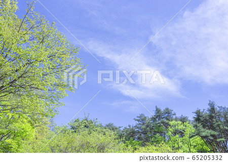 天空新鮮綠色藍色晴朗的天空 65205332