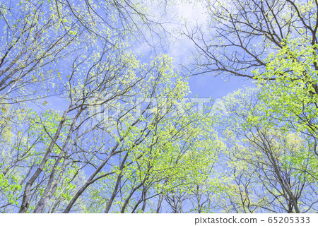 天空新鮮綠色藍色晴朗的天空 65205333