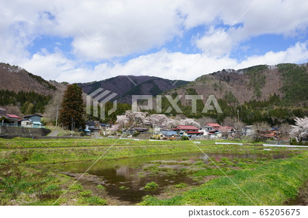 The remains of Iwazumi Nishoishi Elementary School in full bloom 65205675