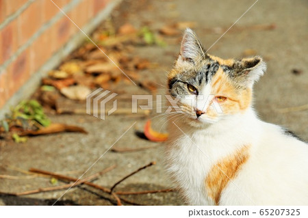 Stray cat Stray cat 65207325