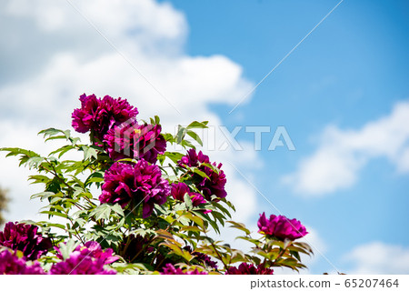 三重縣稻部市農業公園植物園博Dark園深粉色牡丹 三重縣稻部市農業公園植物園博Dark園深粉色牡丹 65207464