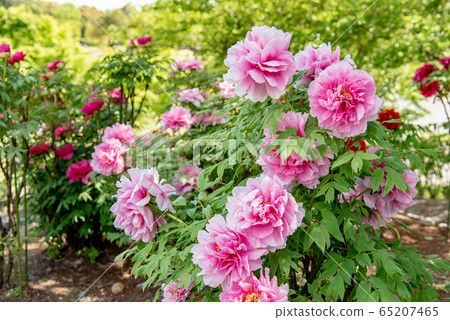 三重縣稻部市農業園區牡丹園粉紅牡丹 三重縣稻部市農業園區牡丹園粉紅牡丹 65207465