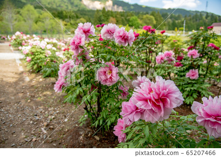 三重縣稻部市農業園區牡丹園粉紅牡丹 65207466