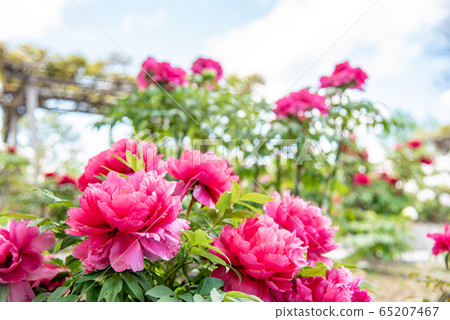 三重縣稻部市農業園區牡丹園粉紅牡丹 65207467