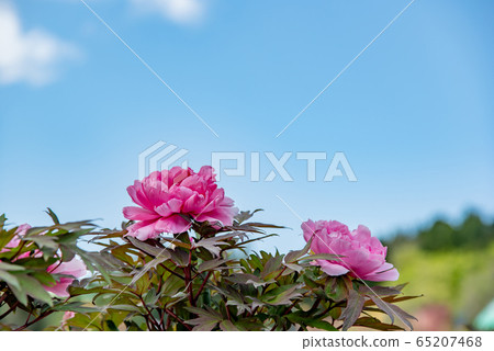 三重縣稻部市農業園區牡丹園粉紅牡丹 65207468