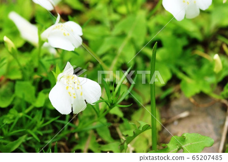 Shirobana鷺苔（白鷺苔蘚）也被稱為； 65207485