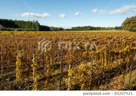 Yam pod field 65207521