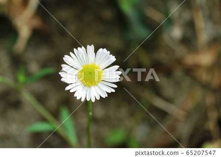 Pelapela Yomena Pelapela Yomena 65207547