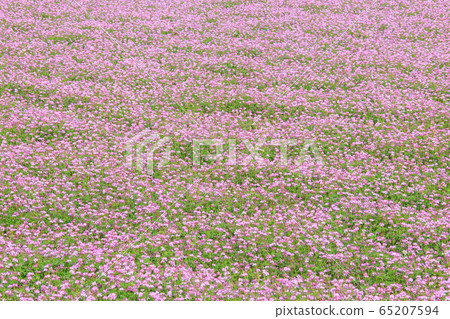 Image_單面荷花場 65207594