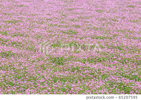 Image_單面荷花場 65207595