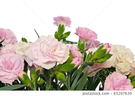 [康乃馨]（深度合成） 65207630