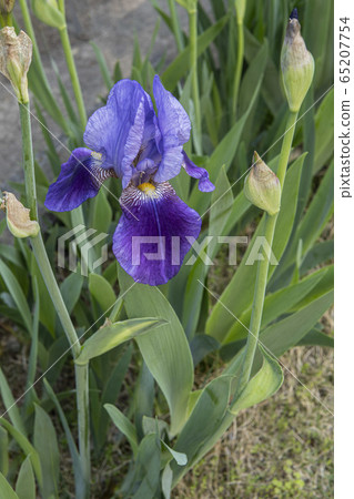 有很多芽的德國鳶尾 65207754