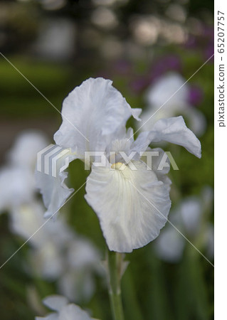 白色德國虹膜特寫 65207757