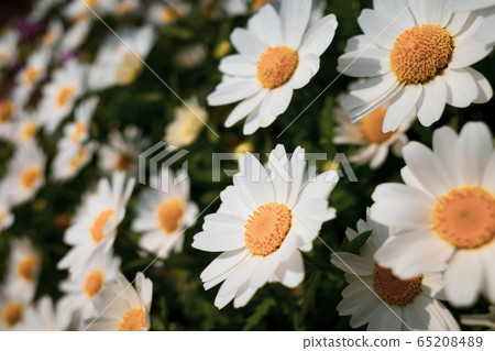 瑪格麗特開花膜狀 65208489