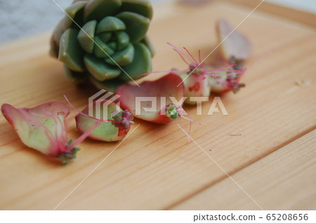 根狀多肉植物 根狀多肉植物 65208656