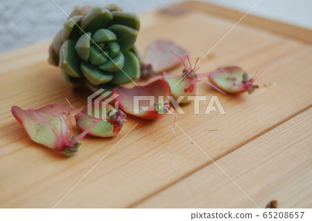 根狀多肉植物 根狀多肉植物 65208657