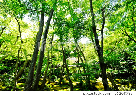 Fresh green Fresh green 65208783