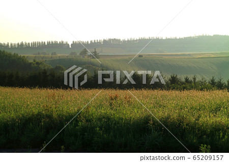 在清晨從美山望 在清晨從美山望 65209157