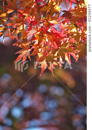 Maple autumn leaves 65209477