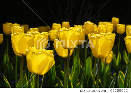 Backlight tulip 65209632